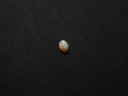White Opal (WOS06)