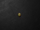 White Opal (WOS07)