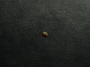 Black Opal (BOS02)
